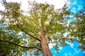 Best Tree Mulching  in Hartselle, AL